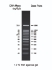 DNA ladder 100bp 100-1500bp, 1x500 µl vial